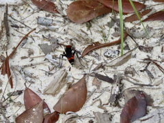 Psorthaspis sanguinea