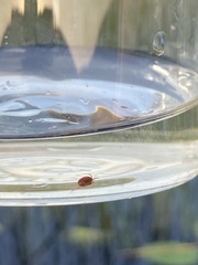 Limnochares aquatica