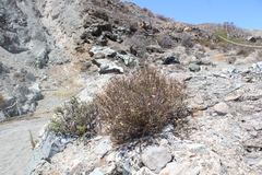 Pleurocoronis laphamioides