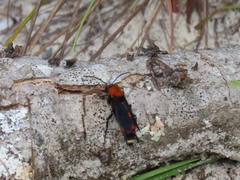 Psorthaspis sanguinea