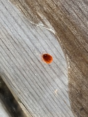 Limnochares aquatica