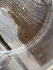 Limnochares aquatica