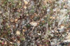 Pleurocoronis laphamioides