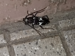 Enaphalodes taeniatus