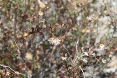 Pleurocoronis laphamioides