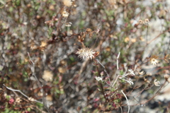 Pleurocoronis laphamioides