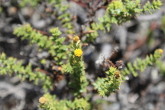 Bajacalia tridentata