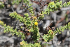 Bajacalia tridentata