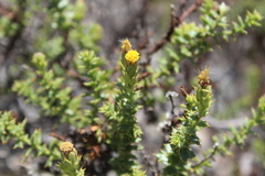 Bajacalia tridentata