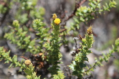 Bajacalia tridentata