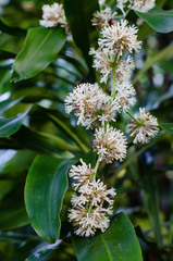 Dracaena fragrans