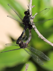 Erythemis attala