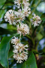 Dracaena fragrans