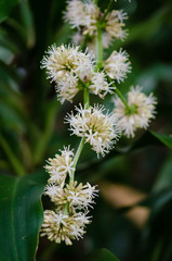 Dracaena fragrans