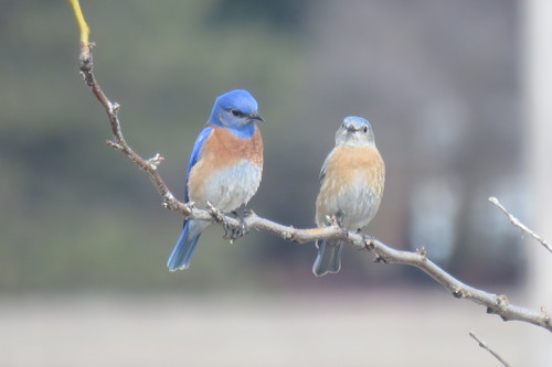Western Bluebird, photo 6 of 10