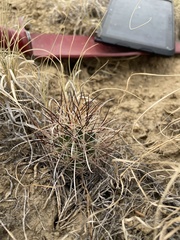 Sclerocactus cloverae