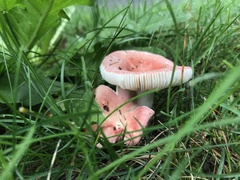 Russula