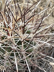 Sclerocactus cloverae