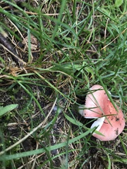 Russula