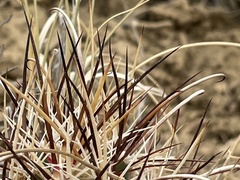 Sclerocactus cloverae