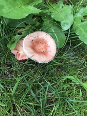 Russula