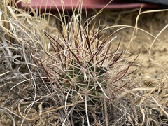 Sclerocactus cloverae