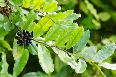 Polyalthia suberosa