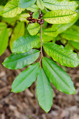 Polyalthia suberosa