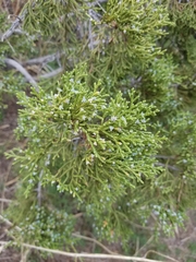 Juniperus californica