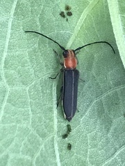 Dylobolus rotundicollis