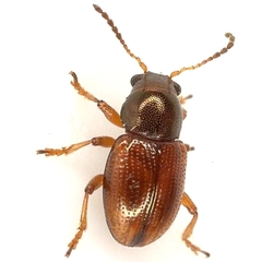 Metachroma longicolle