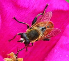 Polydontomyia curvipes