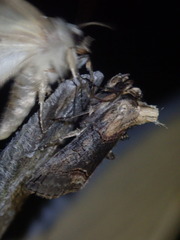 Abrostola triplasia