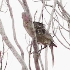 Chlamydera nuchalis