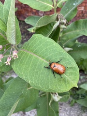 Pelidnota punctata