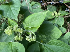 Clerodendrum trichotomum