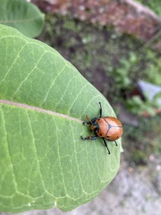 Pelidnota punctata
