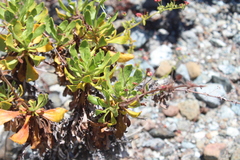 Eriogonum preclarum