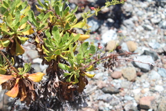 Eriogonum preclarum