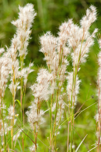 Anatherum tenuispatheum