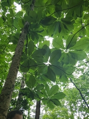 Magnolia macrophylla