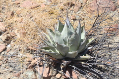 Agave vizcainoensis