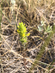 Orthocarpus luteus