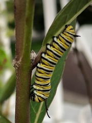 Danaus plexippus