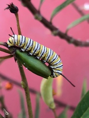 Danaus plexippus