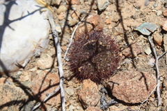 Mammillaria blossfeldiana