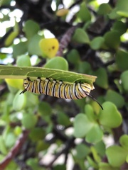 Danaus plexippus