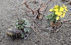 Erysimum menziesii