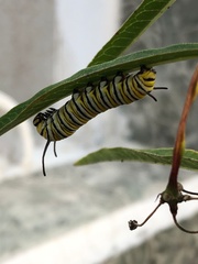 Danaus plexippus
