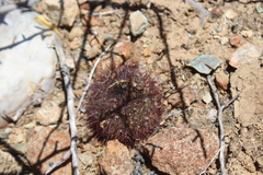Mammillaria blossfeldiana
